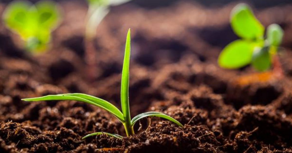 Por que a agricultura regenerativa é o futuro dos alimentos sustentáveis