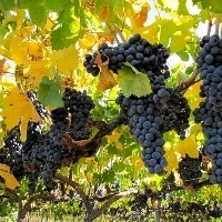 Serra Gaúcha é pioneira no país em vinhedos biodinâmicos